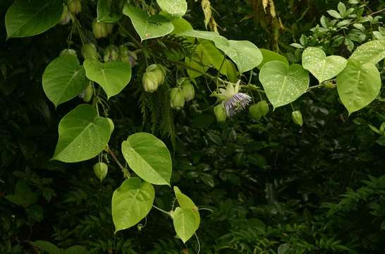 Imagem de Passiflora ligularis A. Juss.