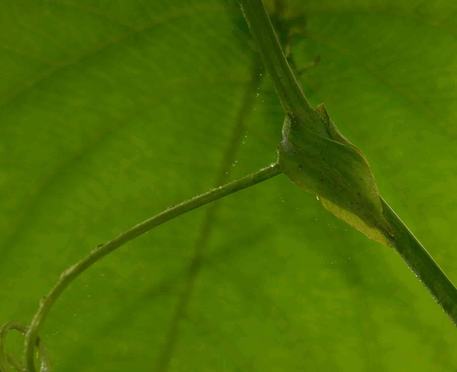 Imagem de Passiflora ligularis A. Juss.