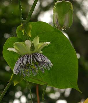 Image of sweet granadilla