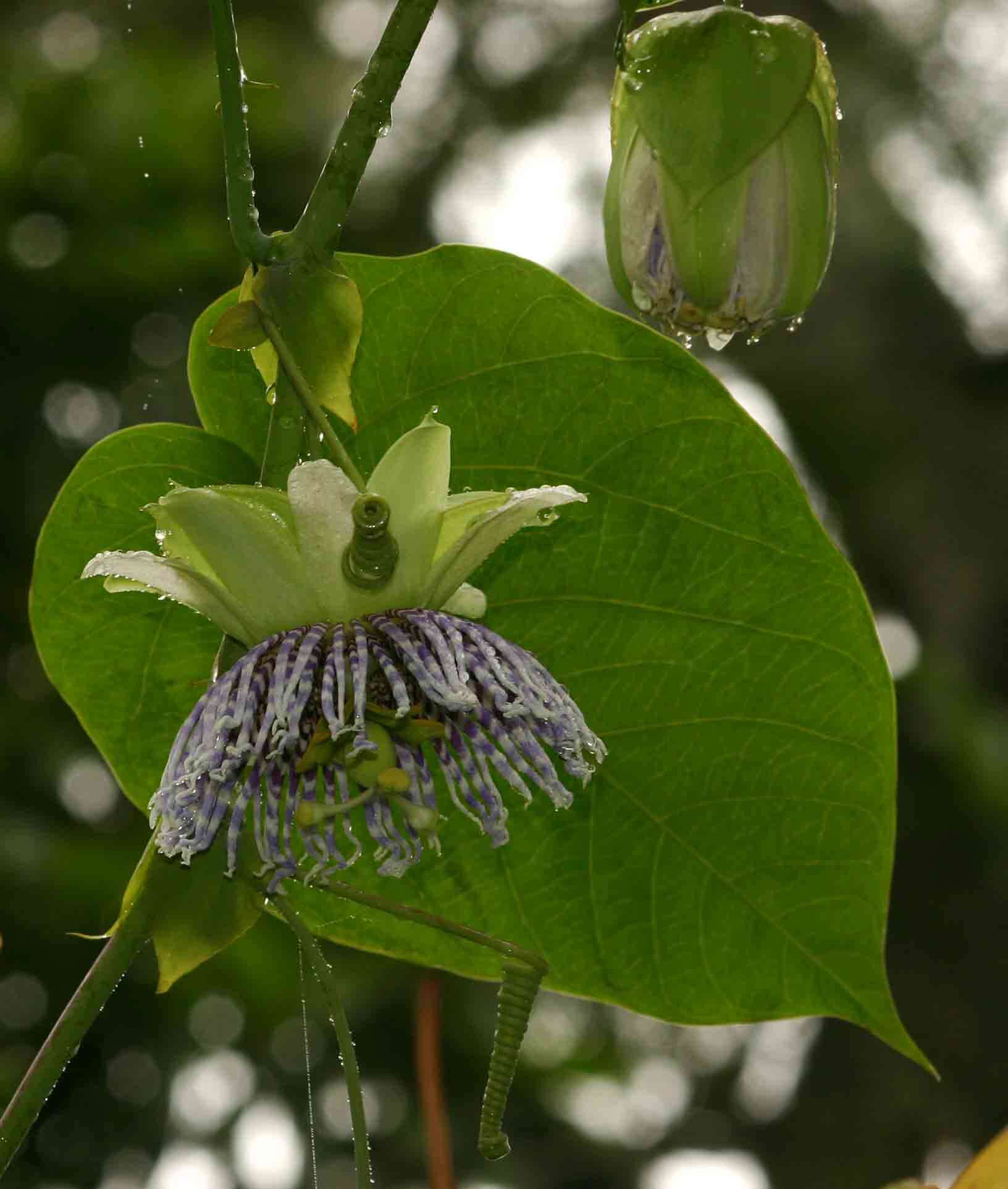 Imagem de Passiflora ligularis A. Juss.