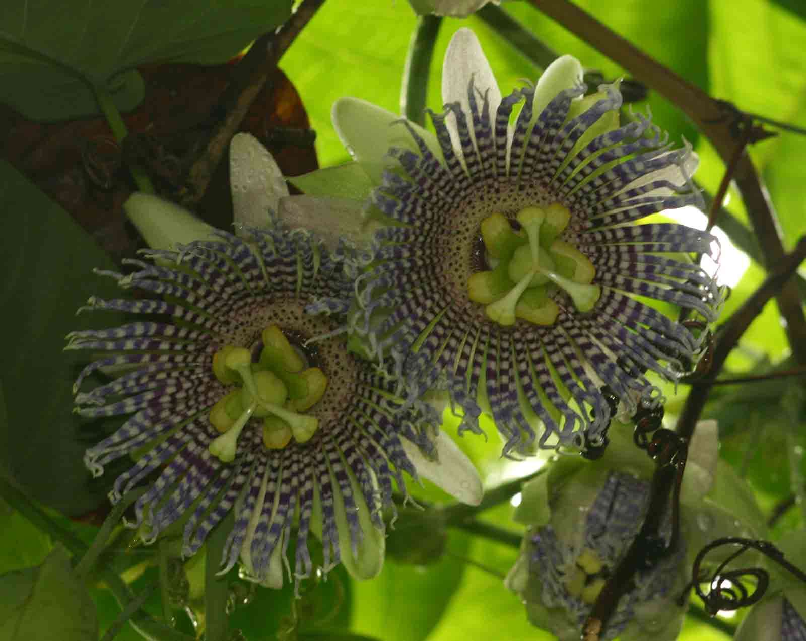 Imagem de Passiflora ligularis A. Juss.