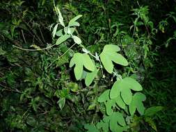 Image de Passiflora subpeltata Ortega