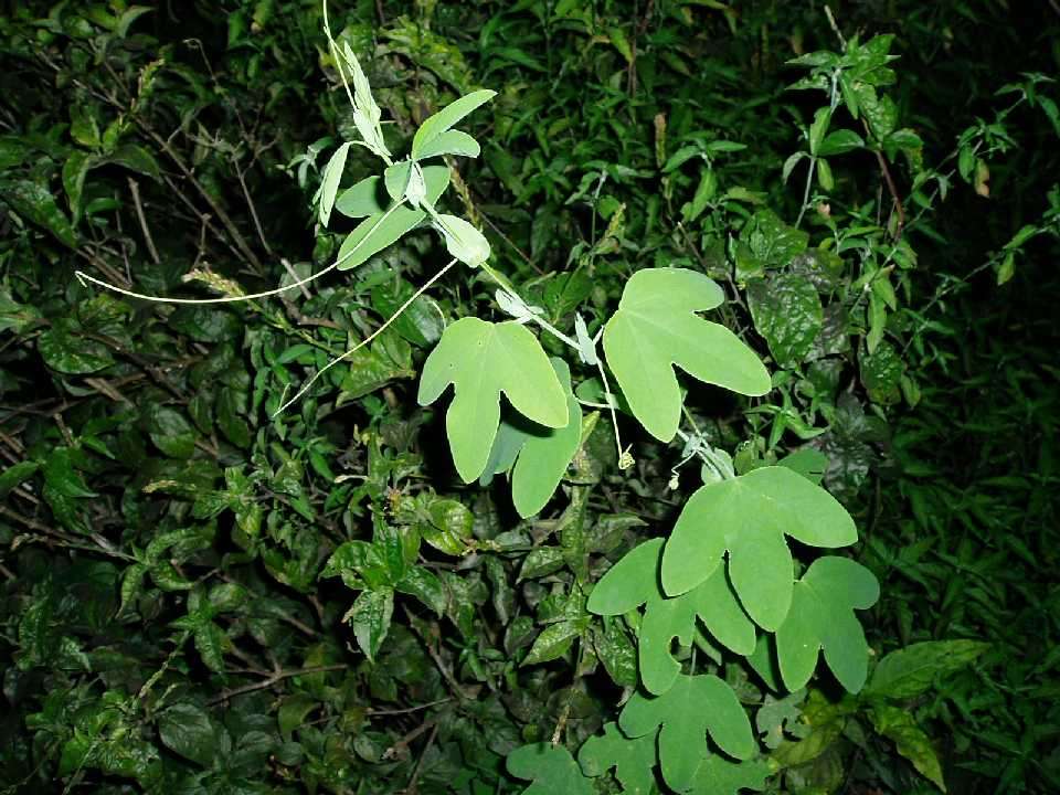 Plancia ëd Passiflora subpeltata Ortega