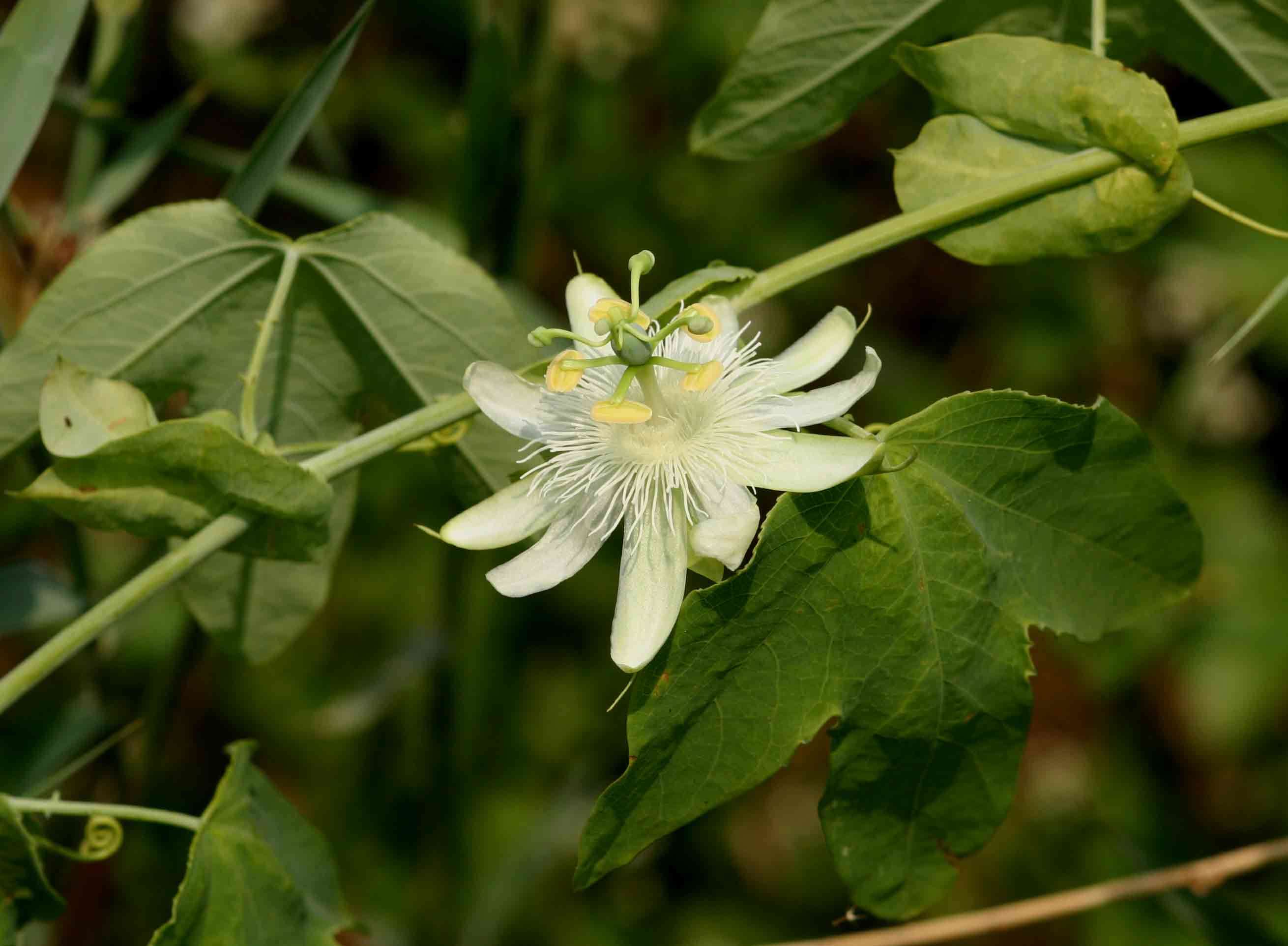 Plancia ëd Passiflora subpeltata Ortega