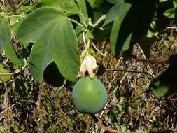 Image de Passiflora subpeltata Ortega