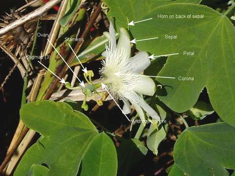 Image de Passiflora subpeltata Ortega