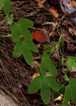 Image de Passiflora subpeltata Ortega