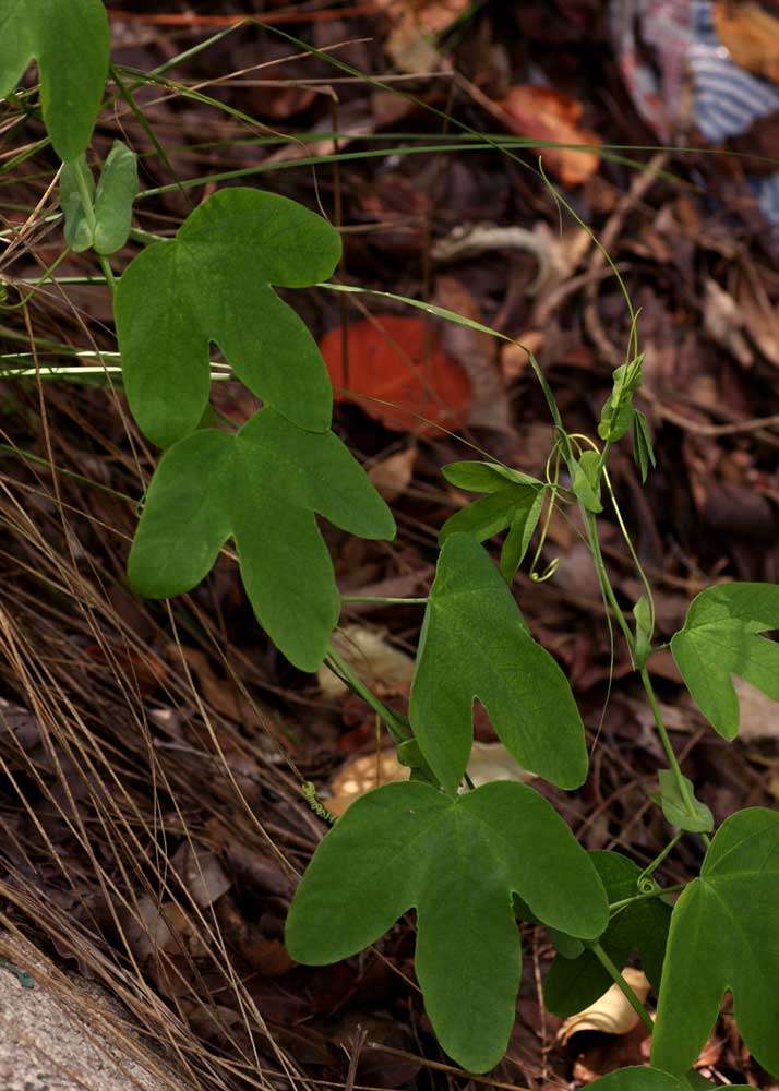 Image de Passiflora subpeltata Ortega