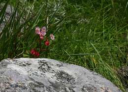 Image of Begonia sonderiana Irmsch.
