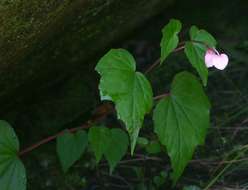 Image of Begonia sonderiana Irmsch.