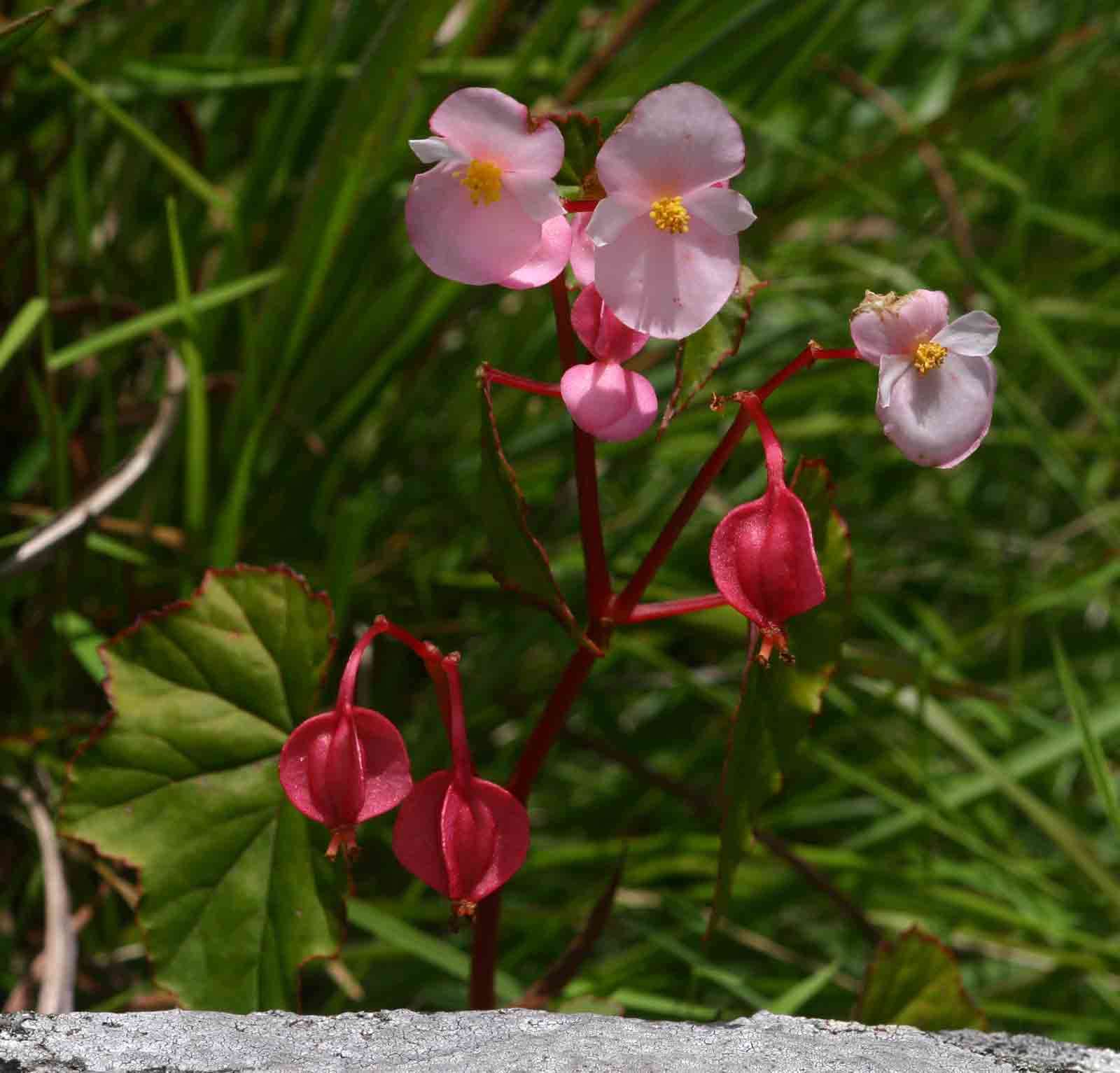 Imagem de Begonia sonderiana Irmsch.