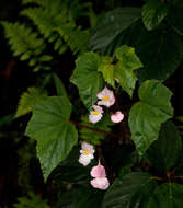 Image of Begonia sonderiana Irmsch.