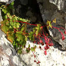 Image of Begonia sonderiana Irmsch.