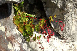 Image of Begonia sonderiana Irmsch.