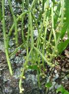 Image of mistletoe cacti