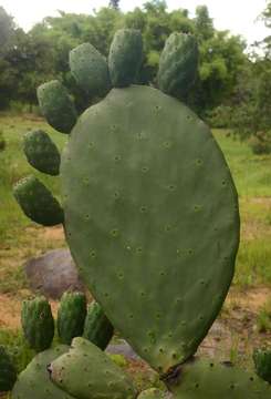 Image of Prickly Pears