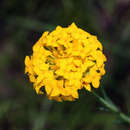 Image of Gnidia chrysantha (Solms-Laub.) Gilg