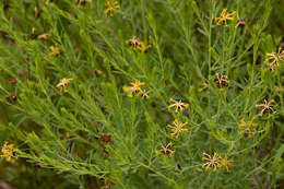 Image of Gnidia involucrata Steud. ex A. Rich.