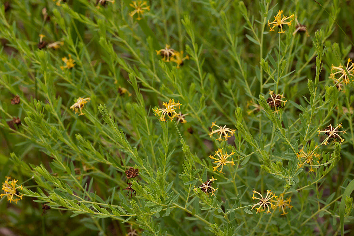 Image of Gnidia involucrata Steud. ex A. Rich.