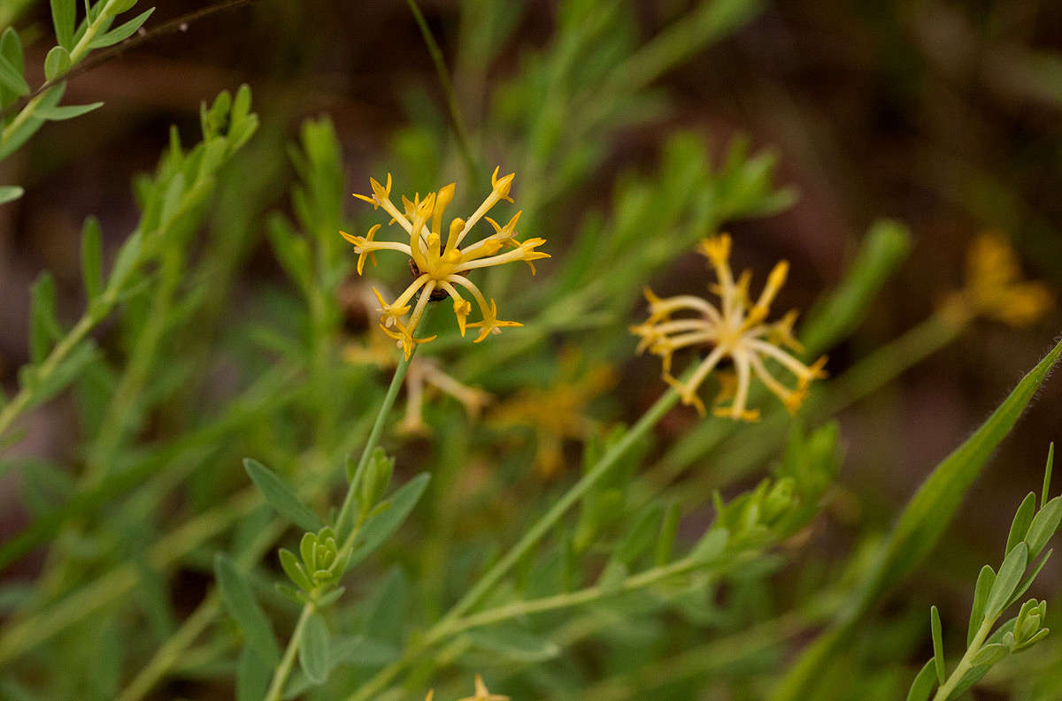 Image of Gnidia involucrata Steud. ex A. Rich.