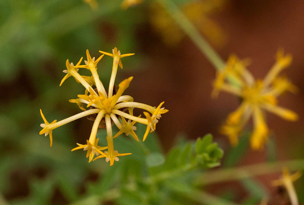 Image of Gnidia involucrata Steud. ex A. Rich.