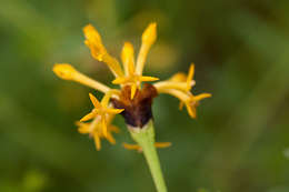 Image of Gnidia involucrata Steud. ex A. Rich.