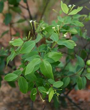 Image of <i>Synaptolepis alternifolia</i> Oliv.