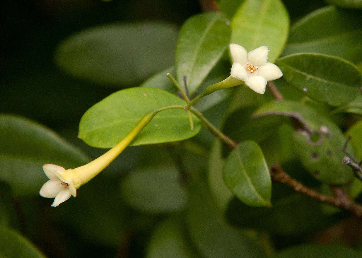 Image of <i>Synaptolepis alternifolia</i> Oliv.