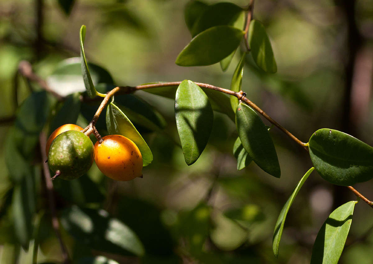 Image of <i>Synaptolepis alternifolia</i> Oliv.