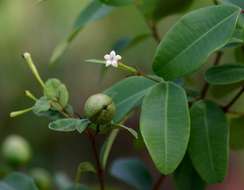 Image of <i>Synaptolepis alternifolia</i> Oliv.