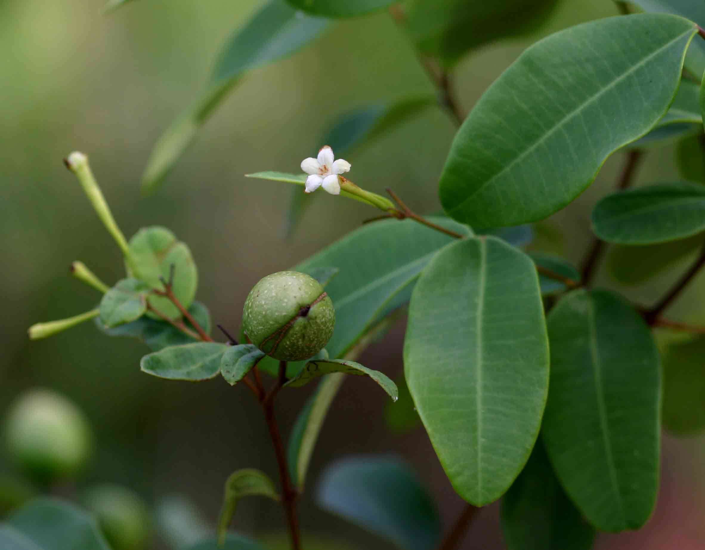 Image of <i>Synaptolepis alternifolia</i> Oliv.