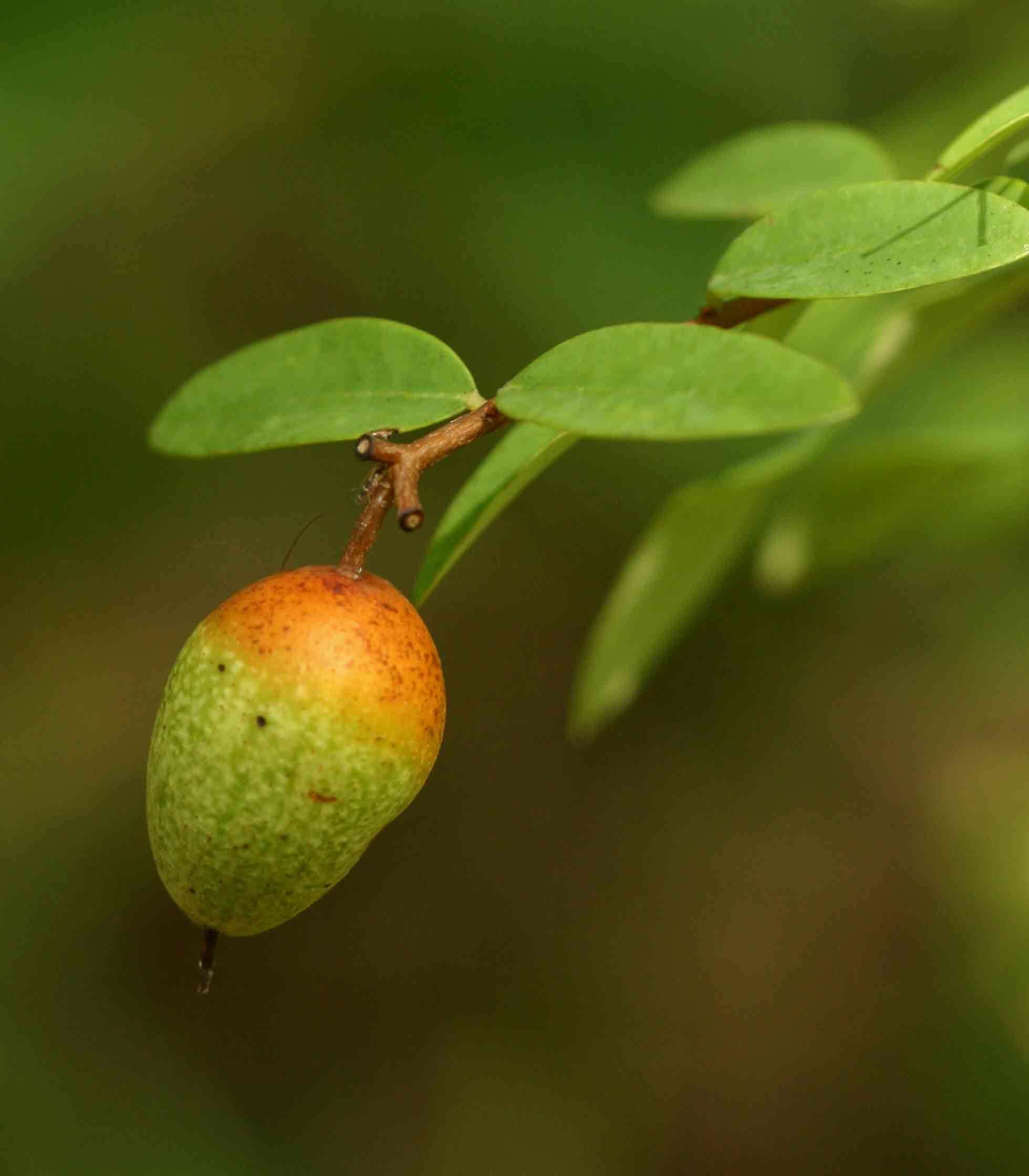 Image of <i>Synaptolepis alternifolia</i> Oliv.