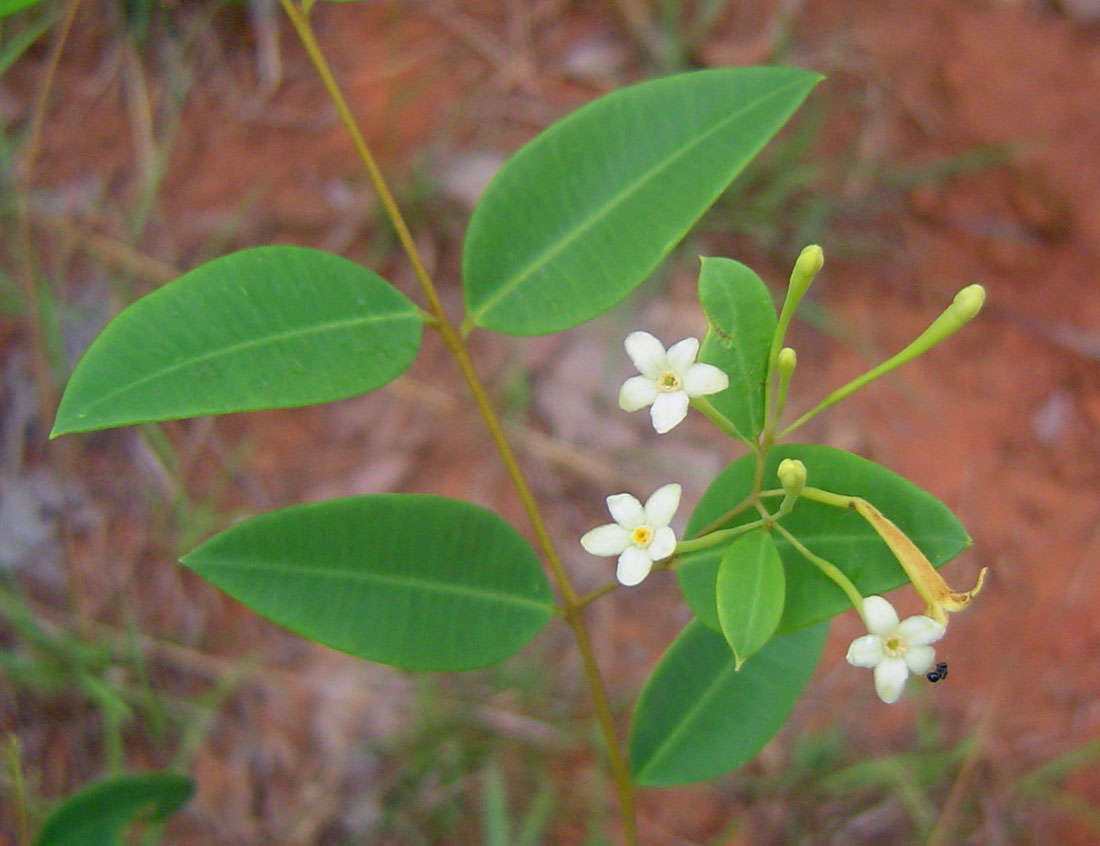 Image of <i>Synaptolepis alternifolia</i> Oliv.