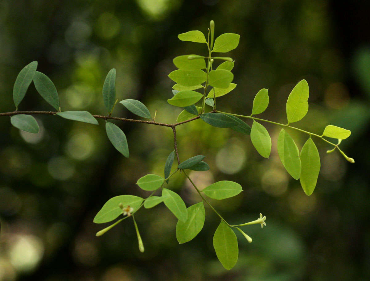 Image of <i>Synaptolepis alternifolia</i> Oliv.