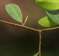 Image of <i>Synaptolepis alternifolia</i> Oliv.