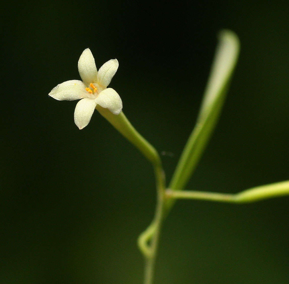 Image of <i>Synaptolepis alternifolia</i> Oliv.