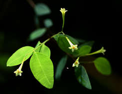 Image of <i>Synaptolepis alternifolia</i> Oliv.