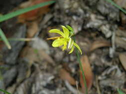 Image of Tricoryne elatior R. Br.