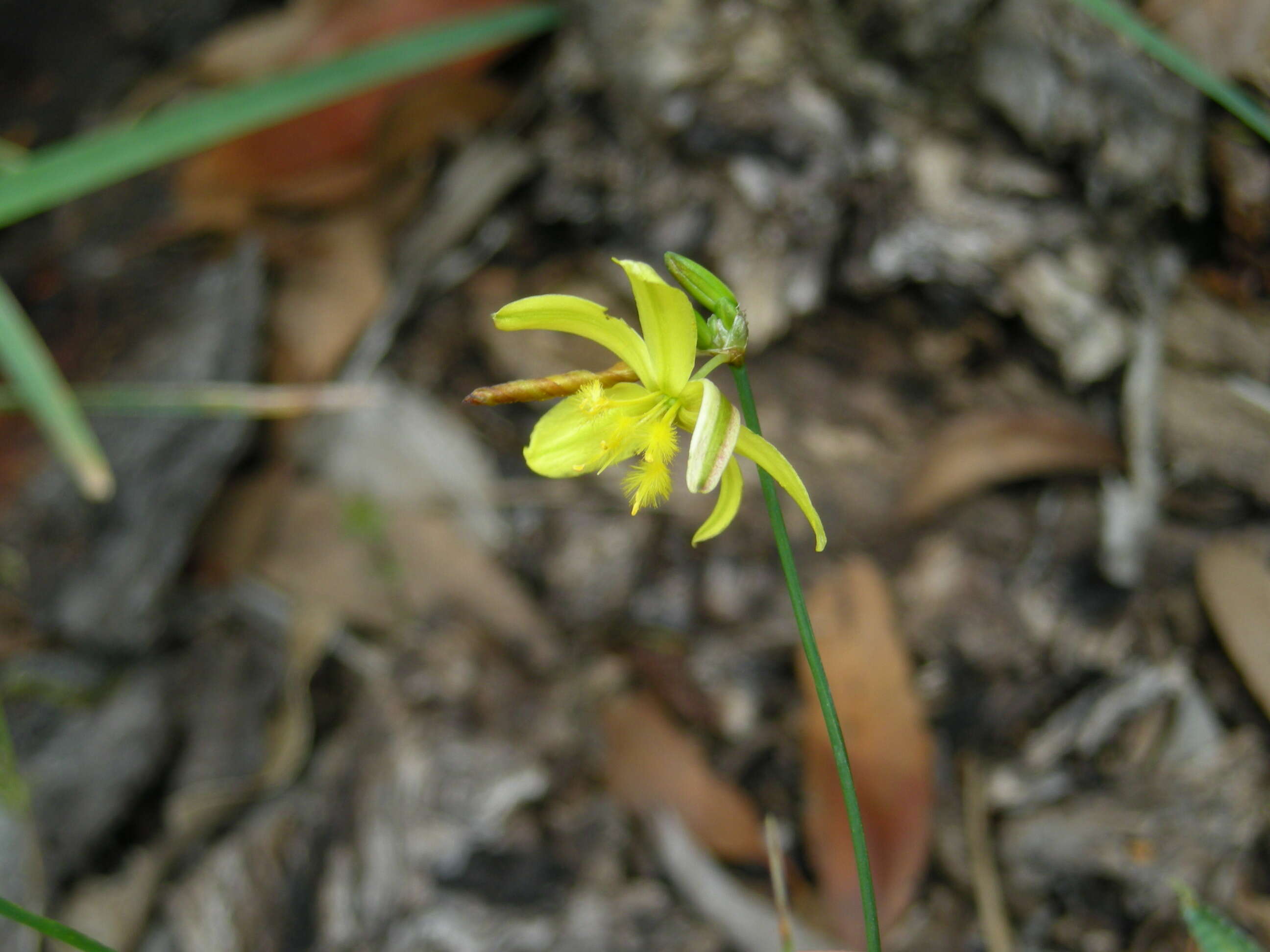 Image of Tricoryne elatior R. Br.