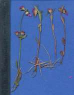 Image of Ammannia erecta (Guill. & Perr.) S. A. Graham & Gandhi