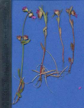 صورة Ammannia erecta (Guill. & Perr.) S. A. Graham & Gandhi