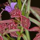 Image of Ammannia erecta (Guill. & Perr.) S. A. Graham & Gandhi