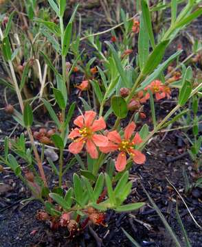 Image of Ammannia heptamera (Hiern) S. A. Graham & Gandhi