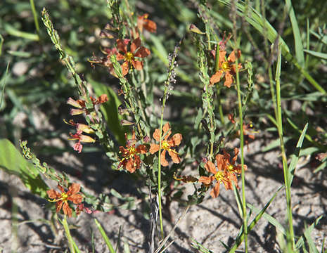 Plancia ëd Ammannia rigidula (Sond.) S. A. Graham & Gandhi