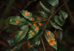 صورة Cassipourea