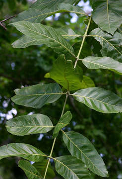 Combretum adenogonium Steud. ex A. Rich.的圖片