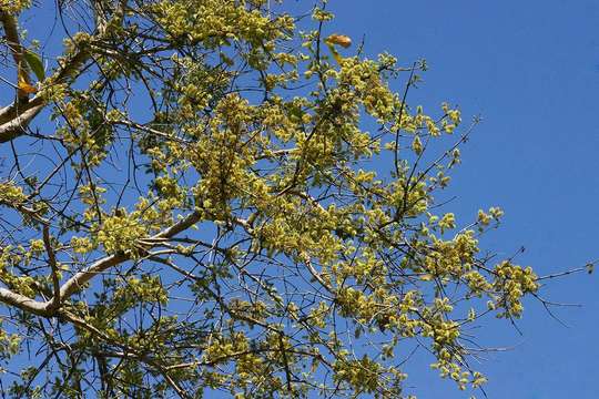 Combretum adenogonium Steud. ex A. Rich.的圖片