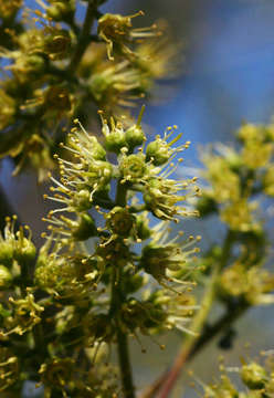 Combretum adenogonium Steud. ex A. Rich.的圖片