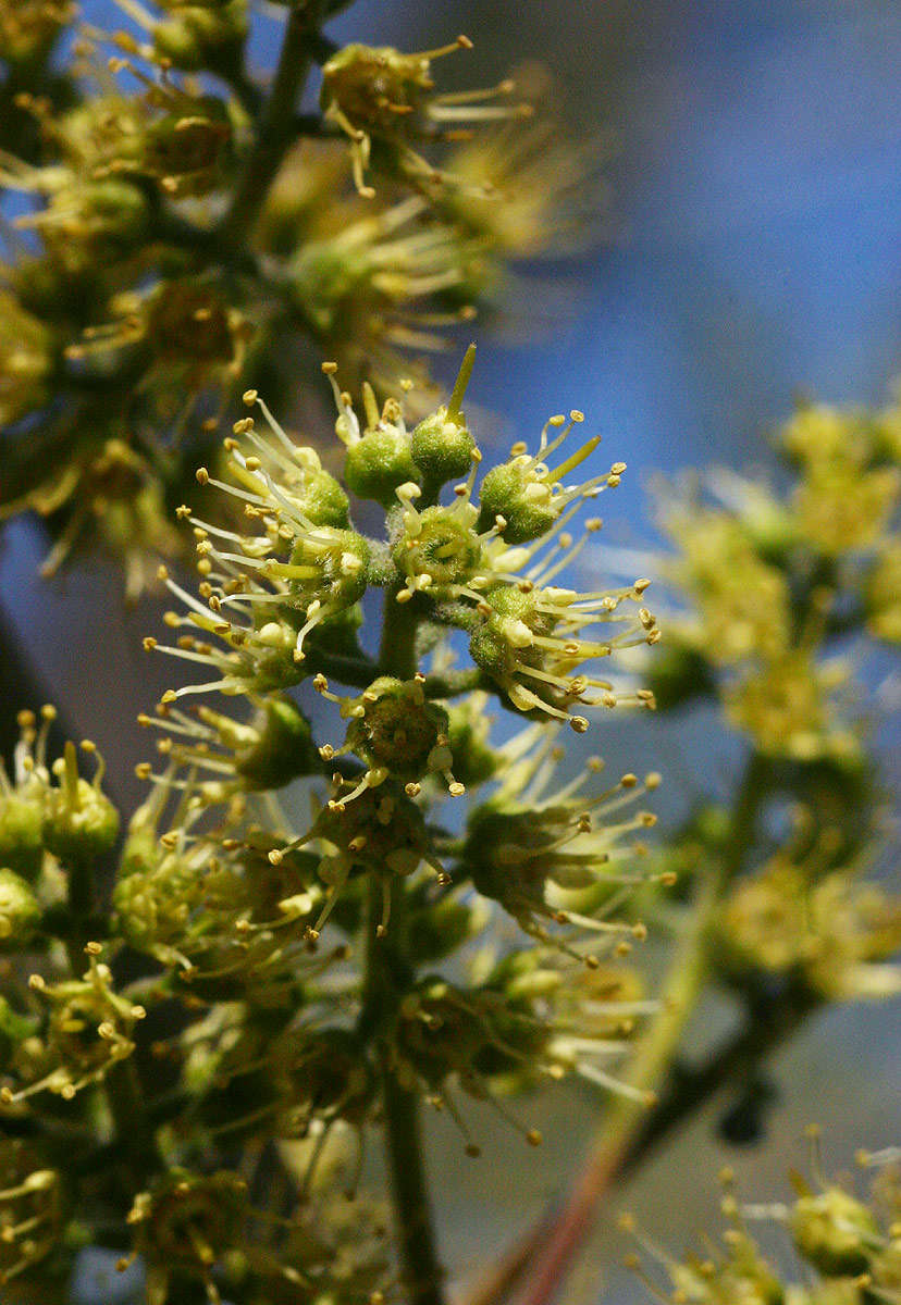 Image of Four-leaved bushwillow