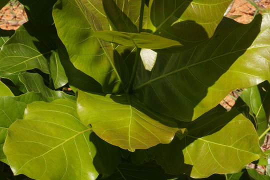 Image of Four-leaved bushwillow